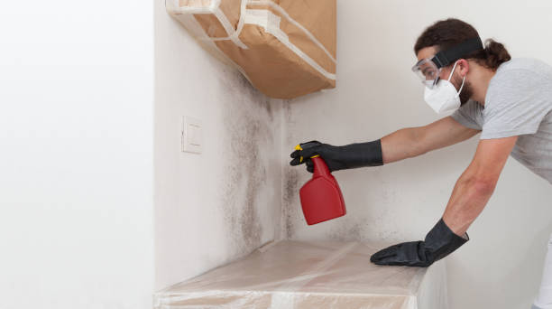 Professional Basement Mold Removal technician working in Chester, NY