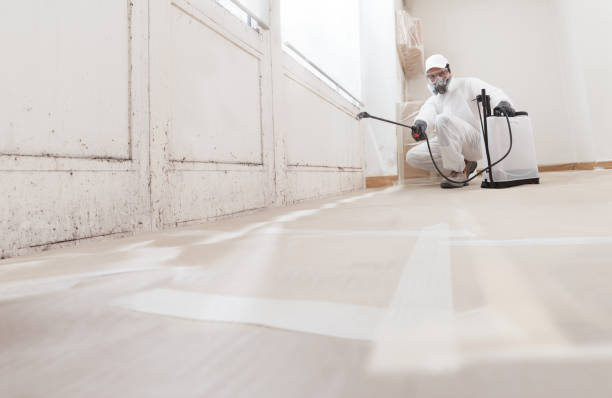 24/7 Emergency Basement Mold Removal experts in Chester, NY