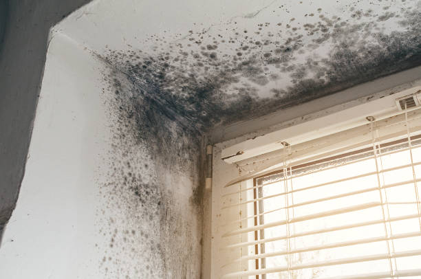 Affordable Basement Mold Removal solutions in Chester, NY
